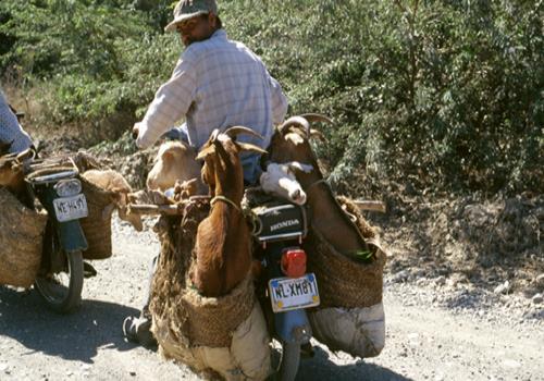 Exposición “Miriam Calzada en Buenos Aires”