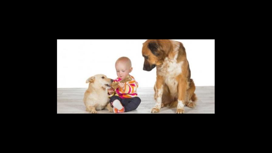 El perro está celoso