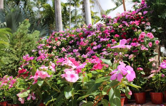 Este fin de semana el Botánico acoge el Festival Nacional de Flores
