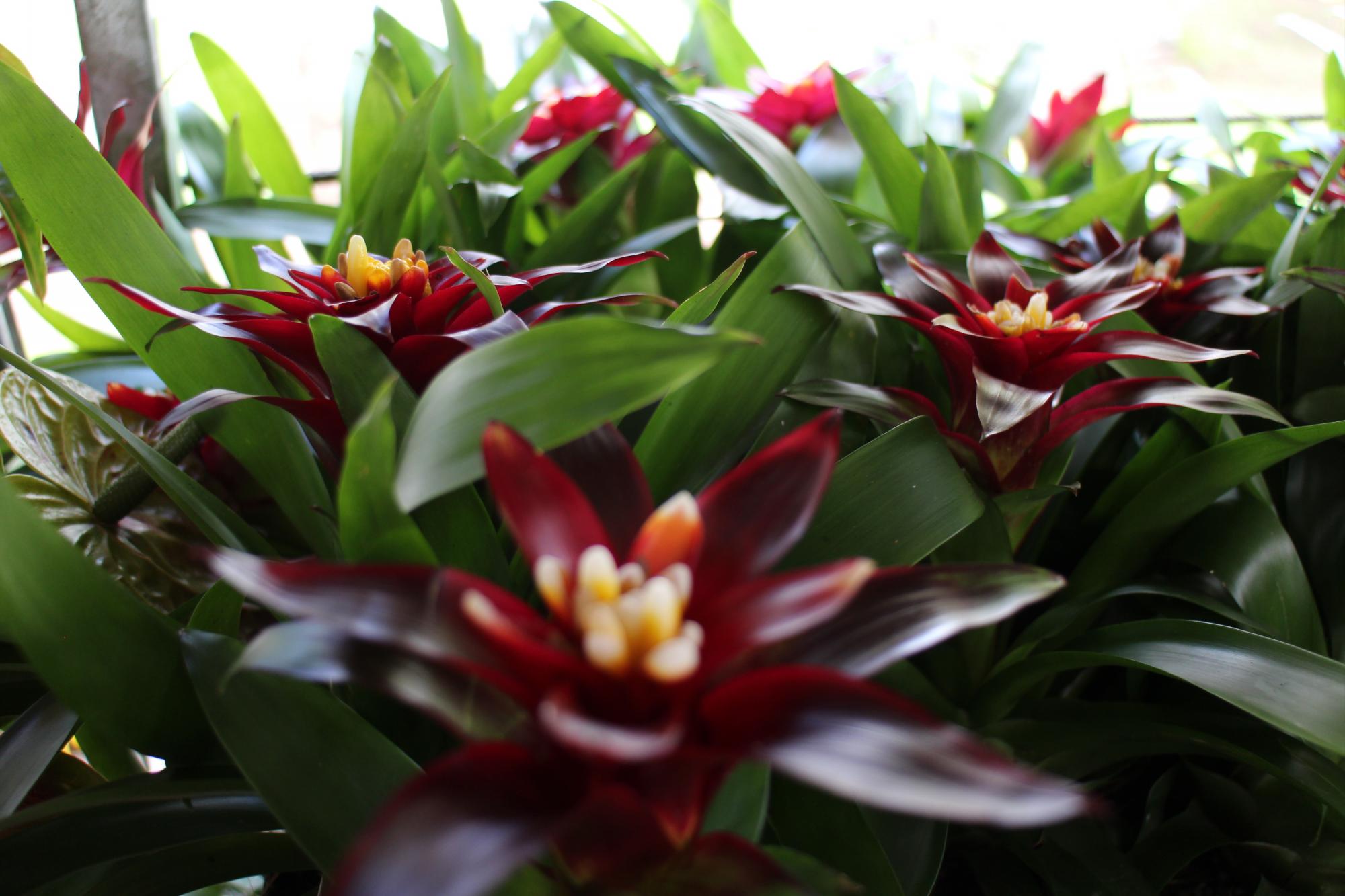 Las Bromelias Tempo cuestan RD$125.