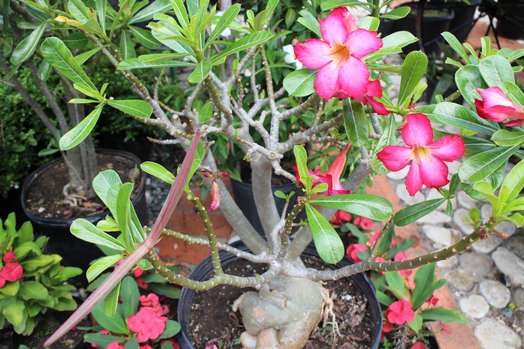 La flor del desierto cuesta unos RD$1500. 