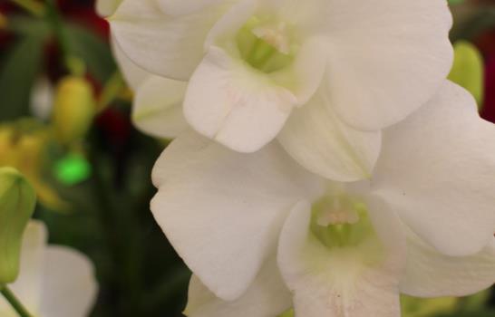 Este fin de semana el Botánico acoge el Festival Nacional de Flores