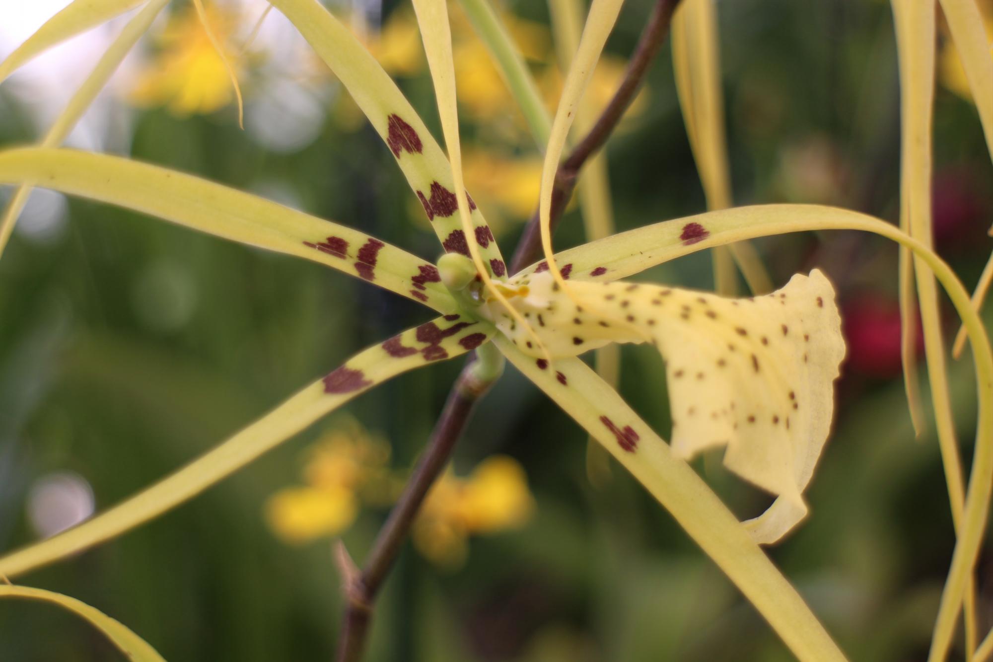 El Festival inició este viernes. 