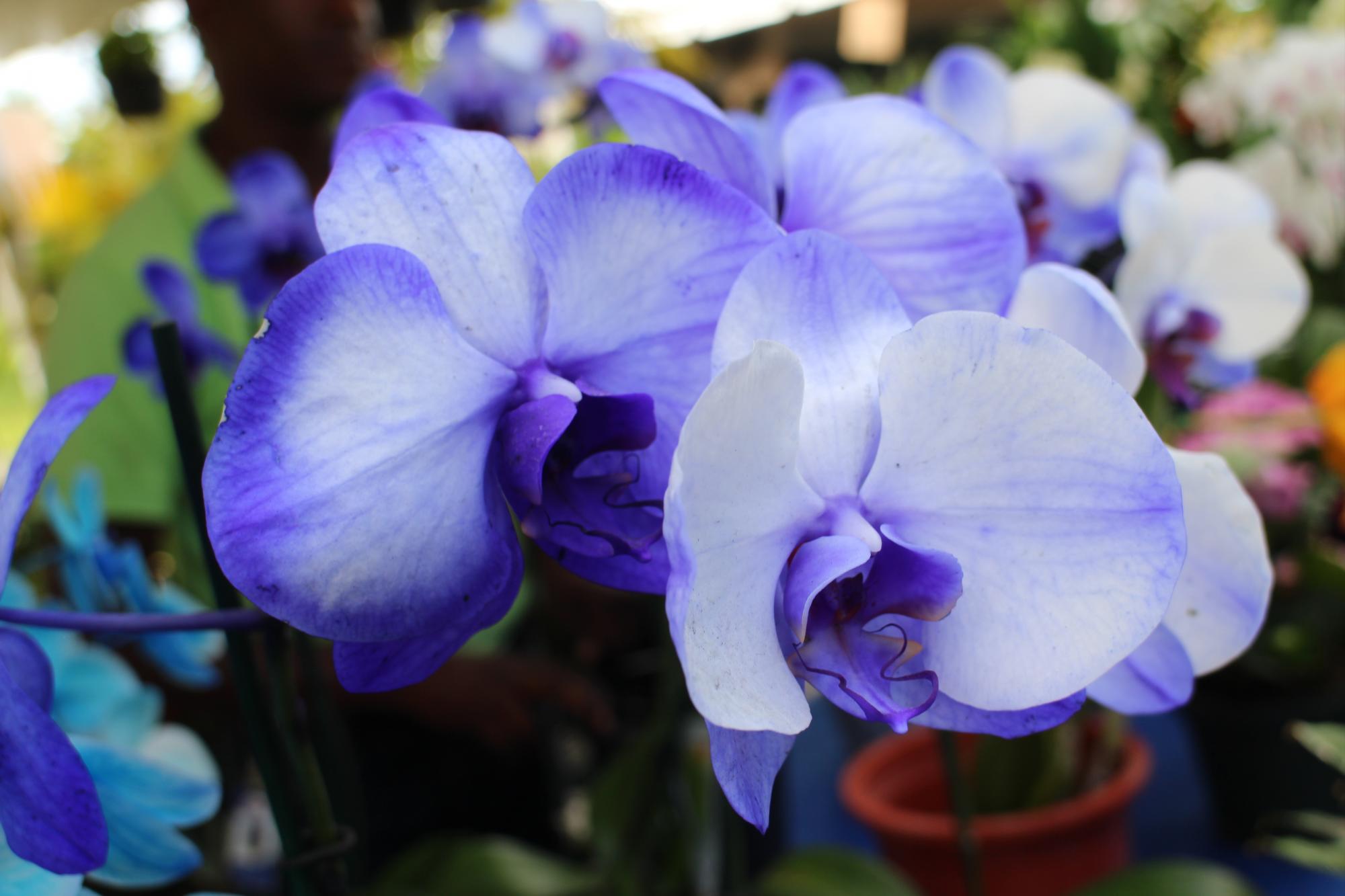 Las orquídeas son muy demandadas. El precio de esta planta está en RD$1,300.