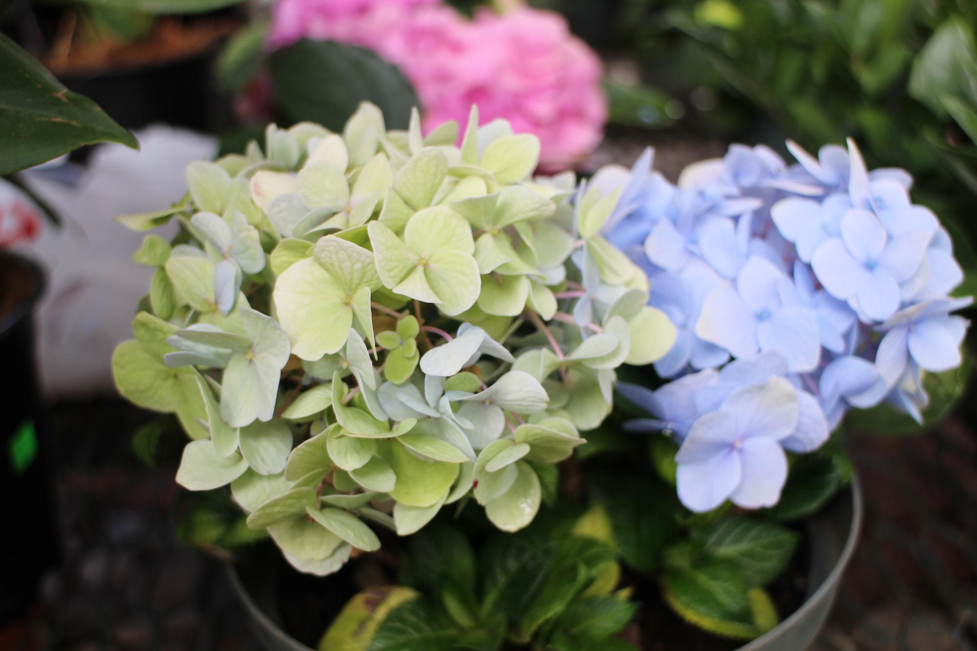 Las hortensias florecen desde el inicio de la primavera hasta finales del otoño. 