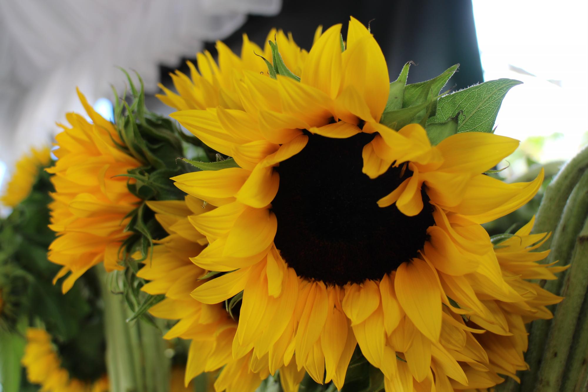 Arreglos de girasoles en el Festival. 