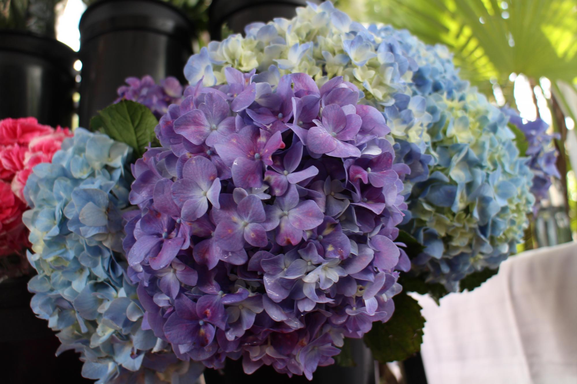 Hortensias lilas, azules y rosado. 