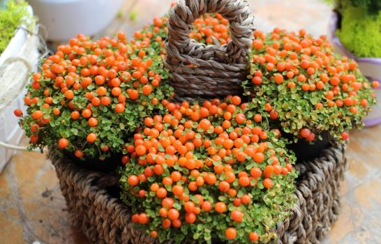 Este fin de semana el Botánico acoge el Festival Nacional de Flores