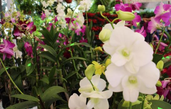 Este fin de semana el Botánico acoge el Festival Nacional de Flores