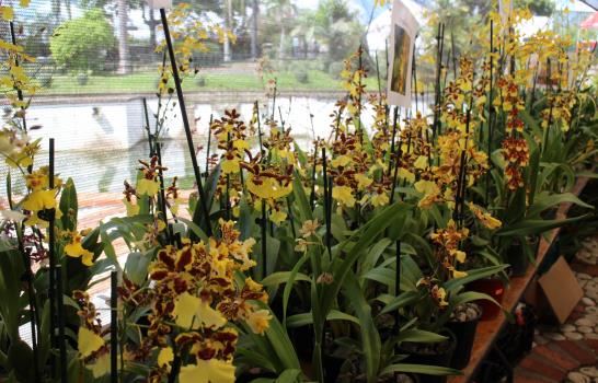 Este fin de semana el Botánico acoge el Festival Nacional de Flores