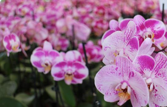 Este fin de semana el Botánico acoge el Festival Nacional de Flores