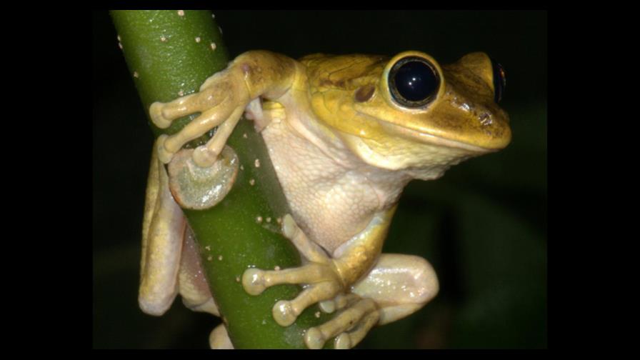 Especies amenazadas en la República Dominicana