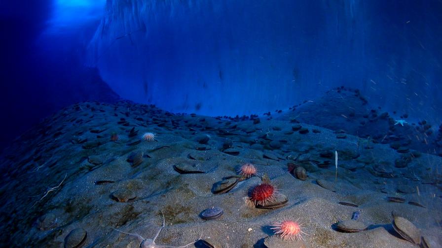 La rápida acidificación, una amenaza para el ecosistema del océano Antártico