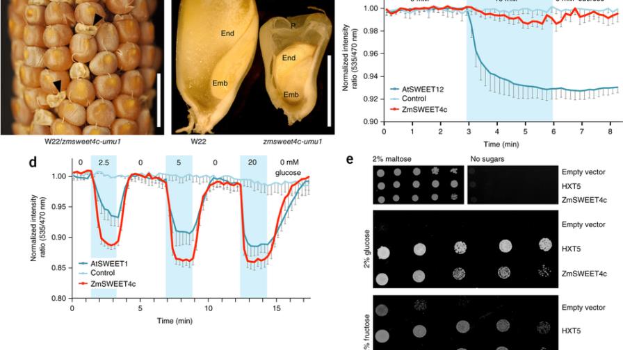 El hallazgo de un gen en cereales abre la puerta a mejorar el arroz y el maíz