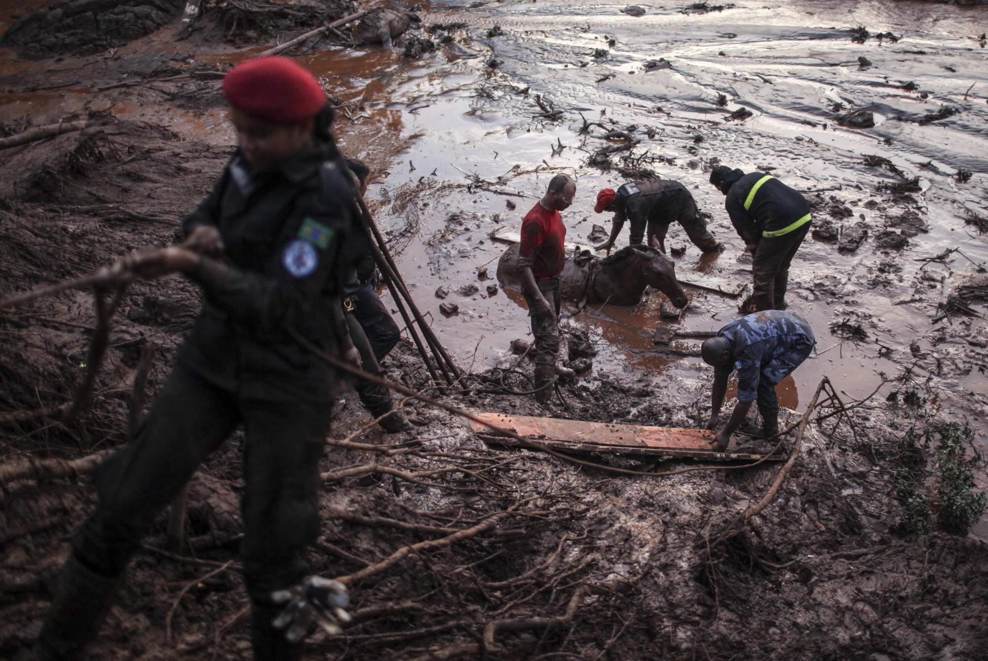 Bomberos intentan salvar un caballo atrapado en el lodo.