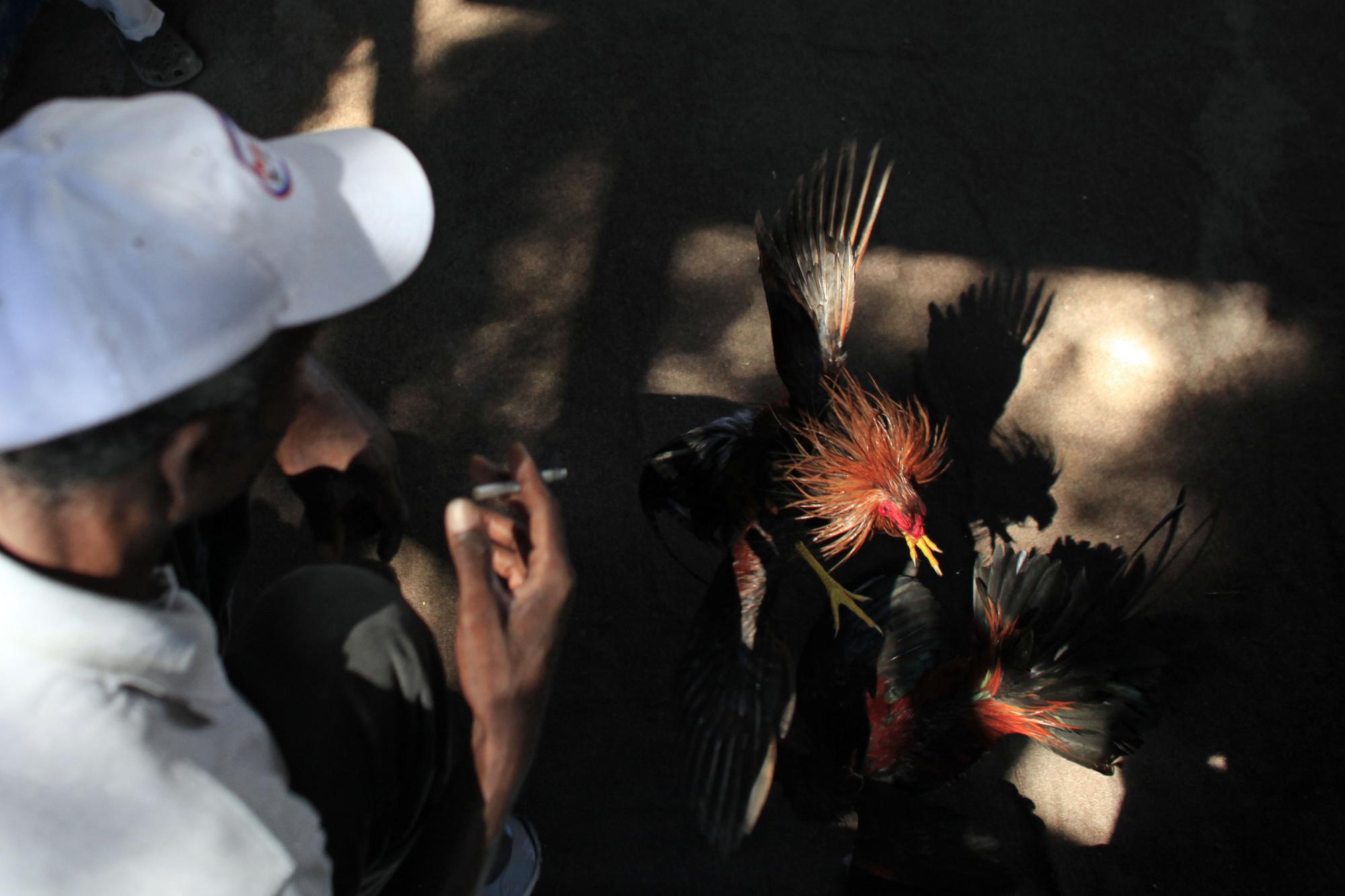 En esta imagen, tomada el 31 de octubre de 2015, un hombre observa una pelea de gallos en el recinto de Morne Hercule, en Petion-Ville, Haití. Las peleas de gallos tienen siglos de antigüedad. El combate entre los dos animales suele terminar con la muerte de uno de ellos.