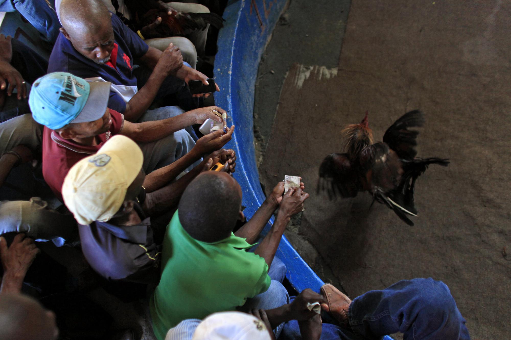 En esta imagen, tomada el 31 de octubre de 2015, espectadores observan una pelea de gallos en el recinto de Morne Hercule, en Petion-Ville, Haití. Para personas que viven con menos de dos dólares al día, como muchos de los haitianos, la posibilidad de ganar dinero con apuestas en peleas de gallos o en la lotería es uno de los principales atractivos.