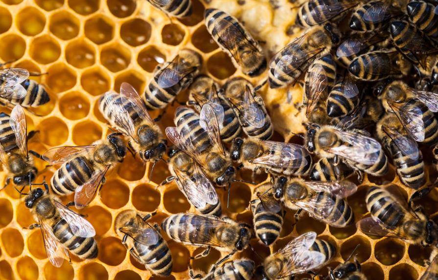 Las abejas se propagaron por Europa al ritmo de la agricultura del Neolítico