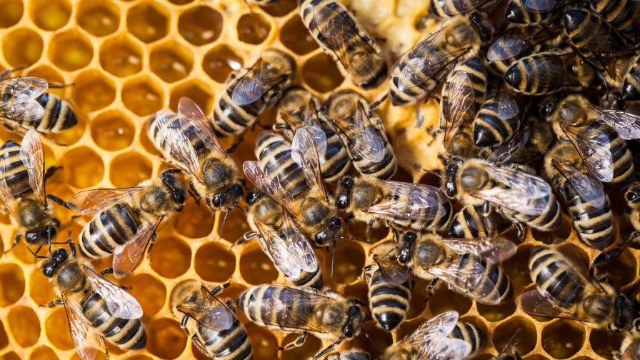Las abejas se propagaron por Europa al ritmo de la agricultura del Neolítico