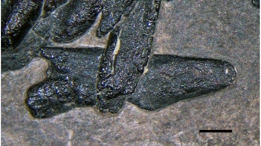 Un reptil de 215 millones de años comido por un pez