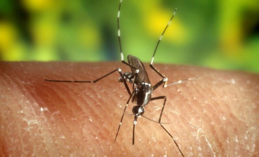 Autoridades sanitarias confirman primer brote del virus del Zika en el Caribe