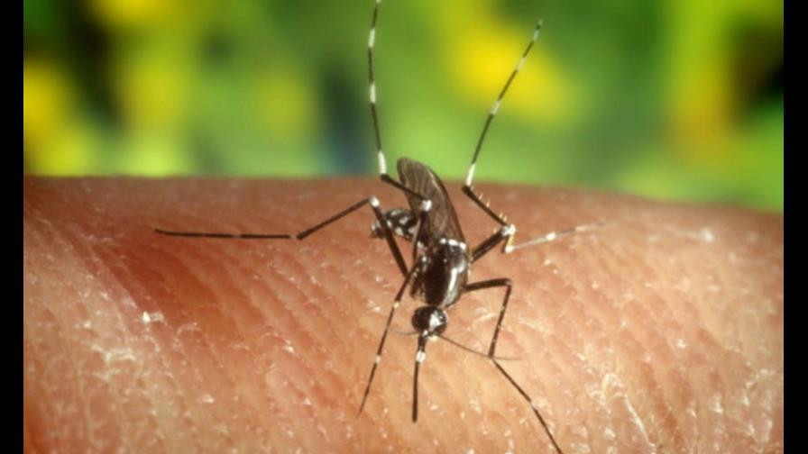 Autoridades sanitarias confirman primer brote del virus del Zika en el Caribe Autoridades sanitarias confirman primer brote del virus del Zika en el Caribe