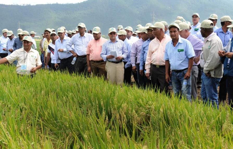 Analizan formas mejorar la producción de arroz
