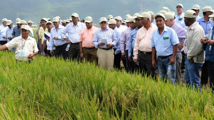 Analizan formas mejorar la producción de arroz Analizan formas mejorar la producción de arroz
