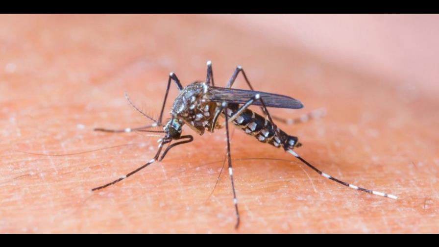 Ministerio de Salud asegura en República Dominicana no hay Zika