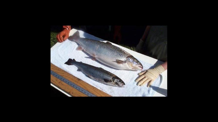 Salmón transgénico gana la “ciudadanía” de Estados Unidos