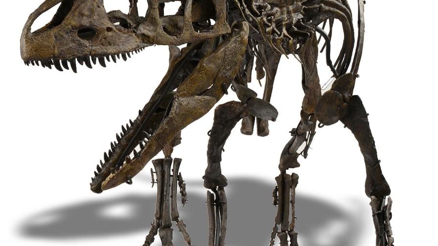 Queda sin comprador un esqueleto de Allosaurus de 155 millones de años