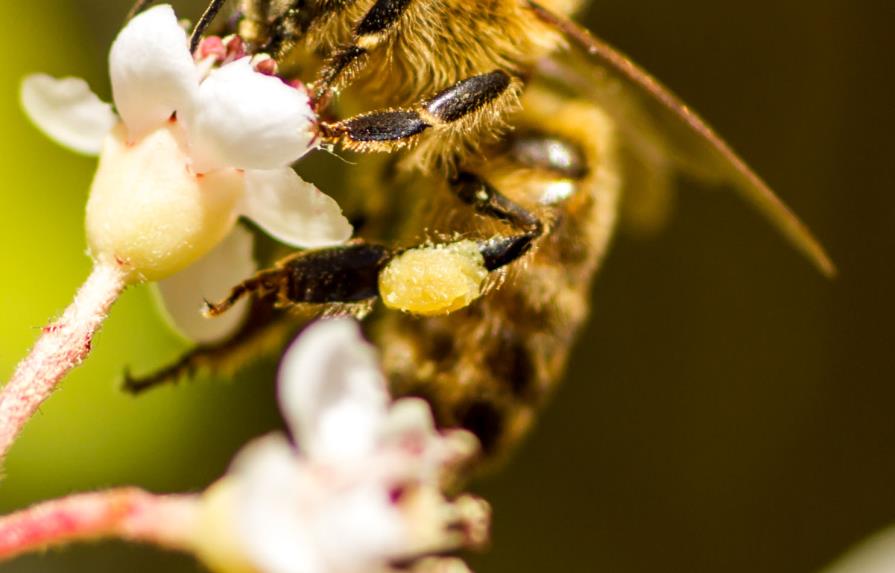 Otros insectos, además de las abejas, claves en la polinización de cultivos