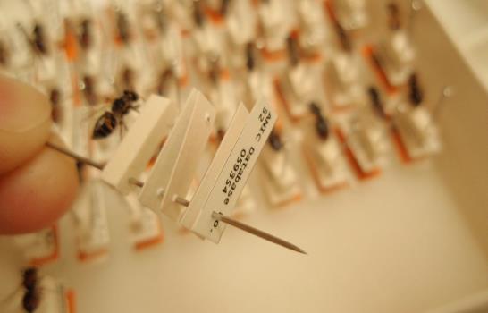 Científicos australianos digitalizarán la imagen de 12,5 millones de insectos