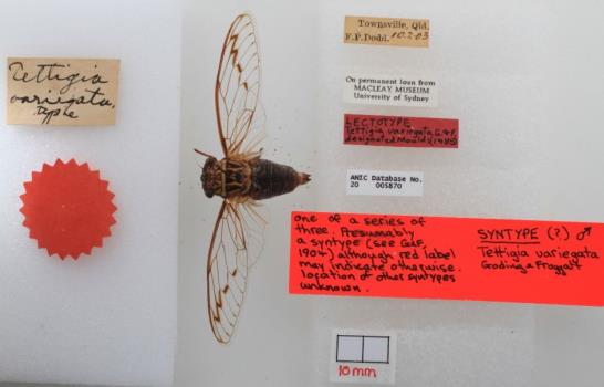 Científicos australianos digitalizarán la imagen de 12,5 millones de insectos