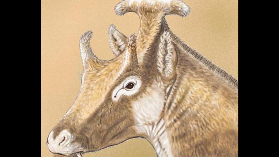 El rumiante de tres cuernos emparentado con las jirafas