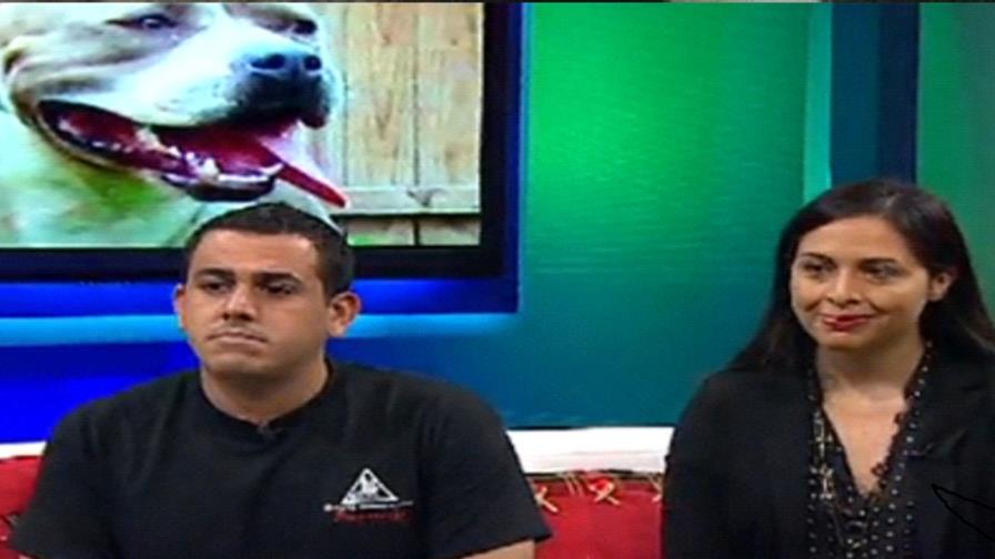 Prostituyen perras pitbull en Puerto Rico y las usan como juguetes sexuales