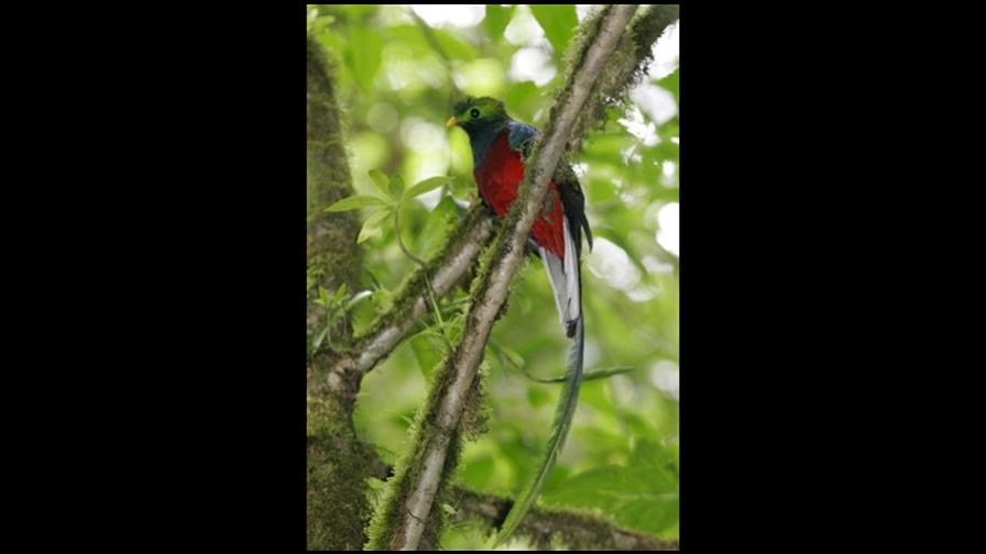 Ave quetzal, al borde de extinción por caza y falta de hábitat
