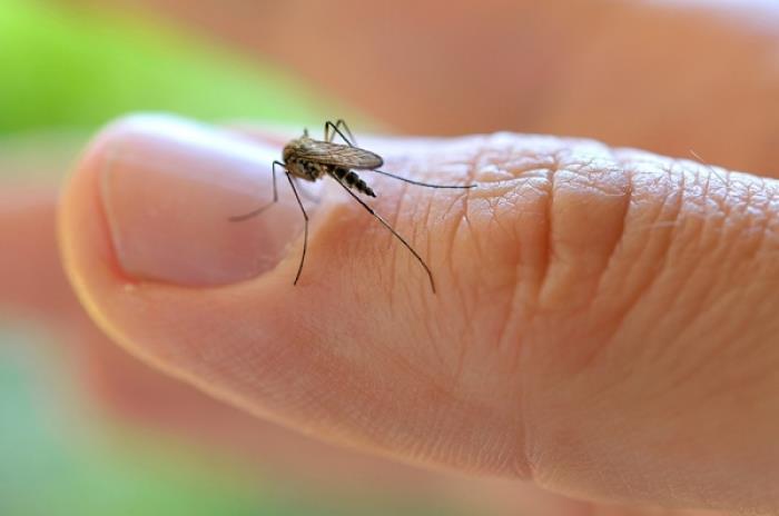 Los casos de dengue alcanzan 91 defunciones, según informe epidemiológico