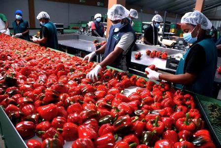 RD ya puede exportar sin problemas frutas y vegetales a Europa