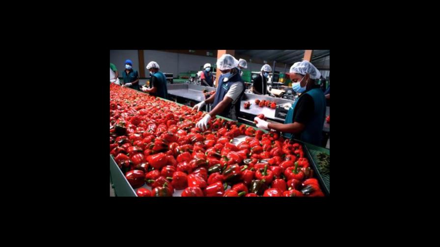 RD ya puede exportar sin problemas frutas y vegetales a Europa RD ya puede exportar sin problemas frutas y vegetales a Europa