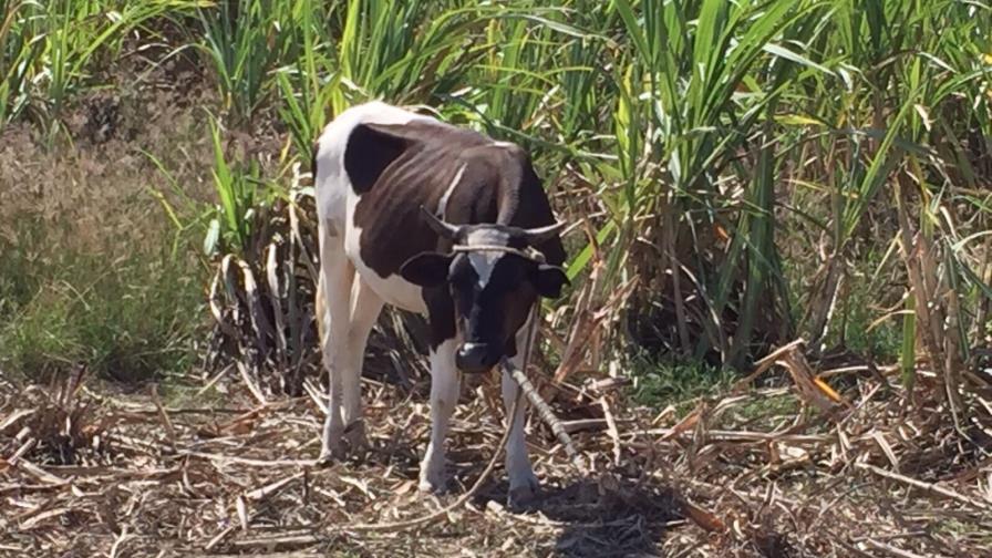 El ganado entre la caña le cuesta más de RD$18 millones al Consorcio Azucarero Central El ganado entre la caña le cuesta más de RD$18 millones al Consorcio Azucarero Central