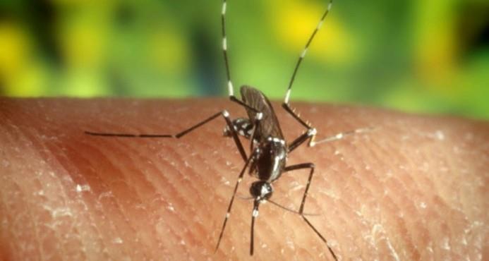 Presidente del Colegio Médico aconseja tener control para prevenir virus del Zika 