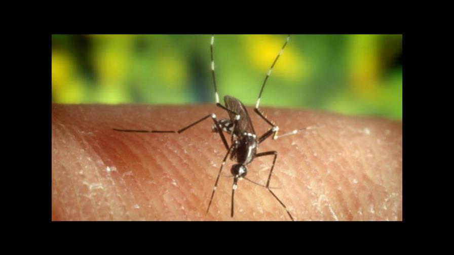 Presidente del Colegio Médico aconseja tener control para prevenir virus del Zika 