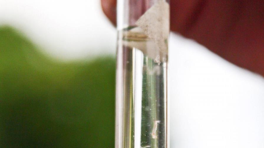 ¿Cuánto dinero ganaría el laboratorio Sanofi por la vacuna contra el dengue?