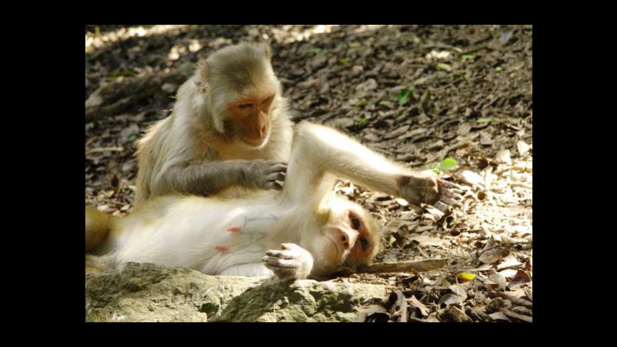 La amígdala cerebral, origen del miedo ¿y la generosidad?