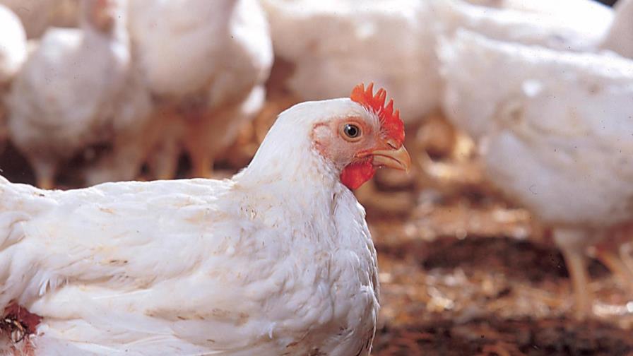 La Asociación Dominicana de Avicultura garantiza suficientes pollos para Navidad La Asociación Dominicana de Avicultura garantiza suficientes pollos para Navidad