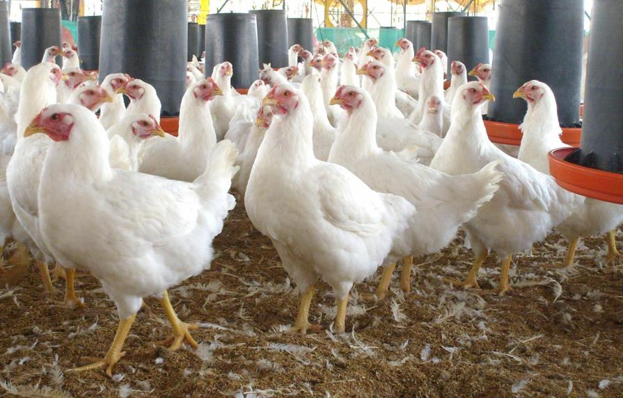 Avicultores afirman que garantizarán suficientes pollos para la Navidad