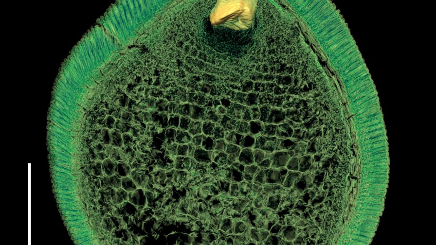 Las primeras plantas con flores eran pequeñas y vivían poco tiempo