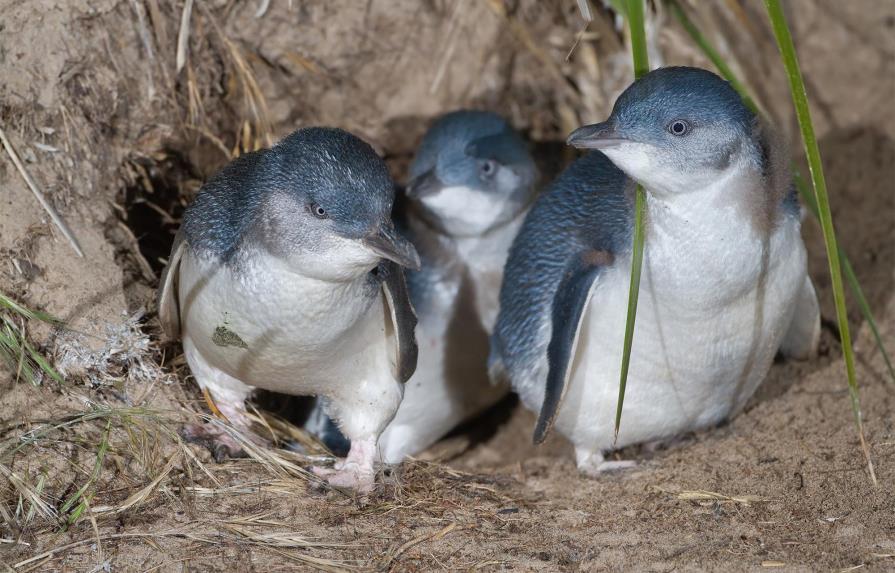 Los pingüinos azules buscan comida en grupo para protegerse de depredadores