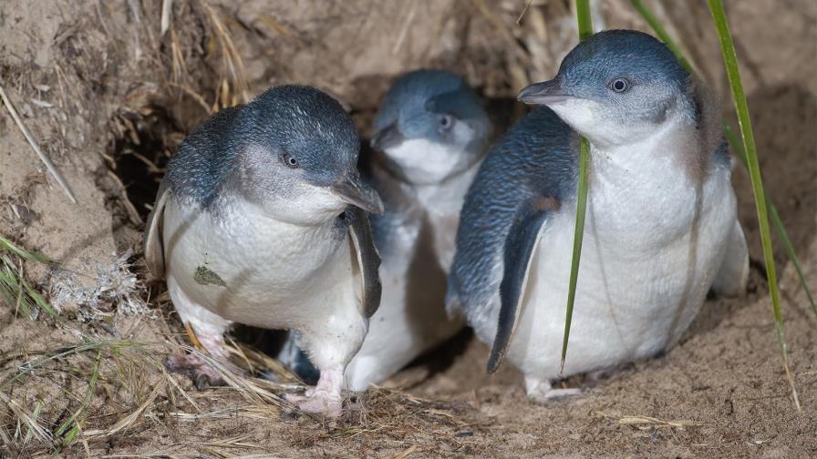 Los pingüinos azules buscan comida en grupo para protegerse de depredadores